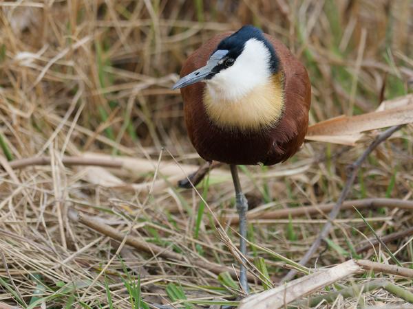 Lelieloper (Actophilornis africanus)